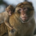 The Fascinating Interactions of Bald Monkeys with Other Species