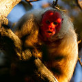 The Fascinating Role of Male and Female Bald Monkeys in Their Group