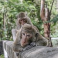 The Importance of Grooming in the Social Dynamics of Bald Monkeys