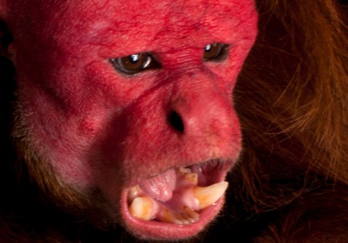 The Truth Behind Bald Monkeys: Superstitions and Myths