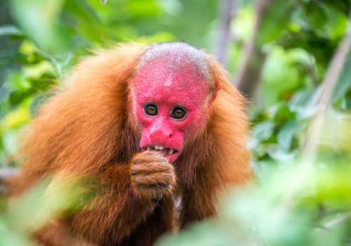 The Fascinating World of Bald Monkeys