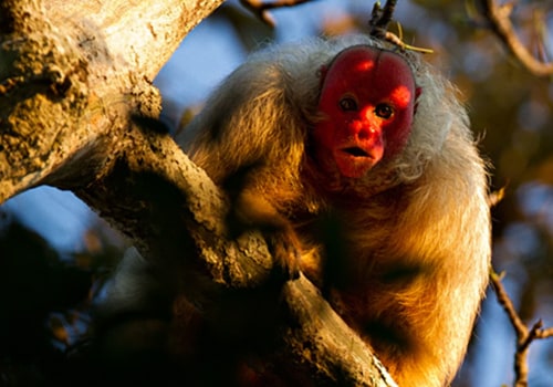 The Fascinating Diet of a Bald Monkey