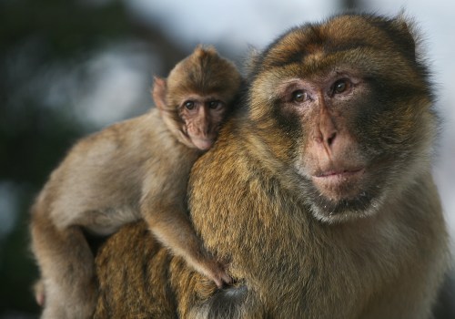 The Fascinating Interactions of Bald Monkeys with Other Species