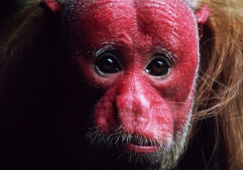 The Fascinating Origin of the Term 'Bald Monkey' and Its Association with Hairless Primates