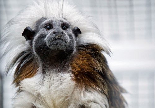 The Fascinating World of Bald Monkeys: From History to Pop Culture