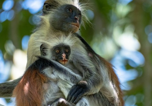 Uncovering the Secrets of Bald Monkeys: A Scientific Perspective