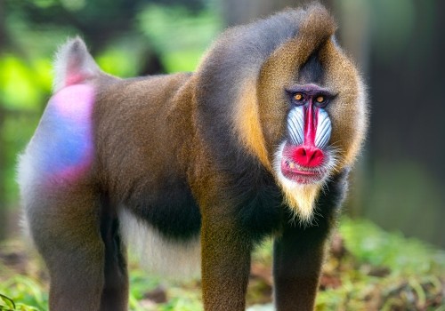 The Fascinating Ways Bald Monkeys Stay Cool in Hot Climates