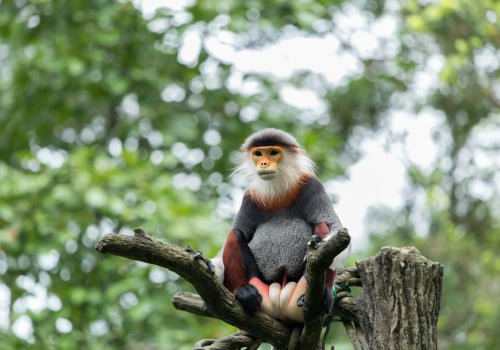 The Fascinating World of Bald Monkeys: Cultural and Religious Beliefs