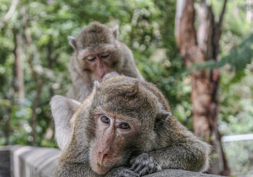 The Importance of Grooming in the Social Dynamics of Bald Monkeys