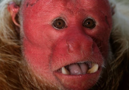 The Fascinating World of Bald Monkeys: Do They Have Any Predators?